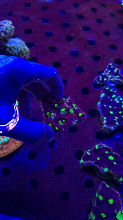 Chalice Green Eye Frag S