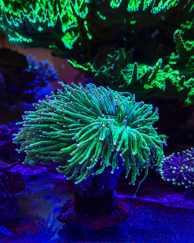EUPHYLLIA GLABRESCENS Torch XL