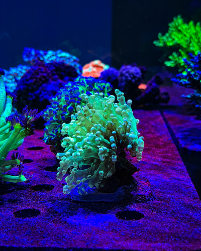 EUPHYLLIA DIVISA Branch Green