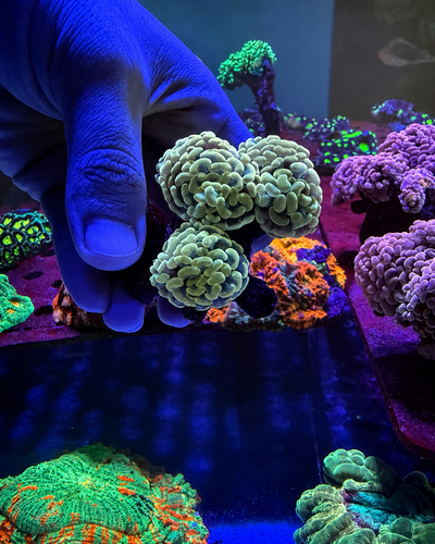 EUPHYLLIA Hammer Yellow 5 cabezas