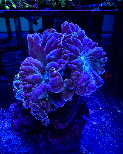 Coral Fox