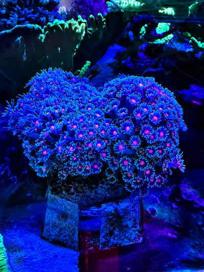 GONIOPORA FLOWER POT LONG TENTACLE (XL)