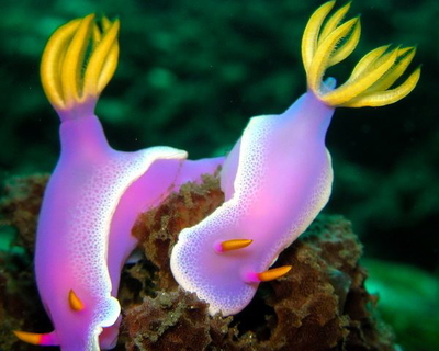Hypselodoris bullockii