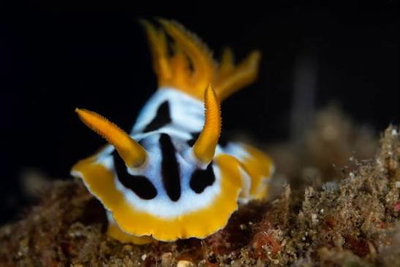 Chromodoris sp.