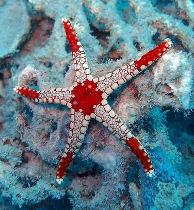 Fromia monilis