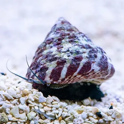 Trochus sp.