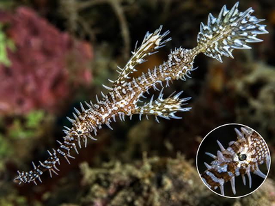 Solenostomus armatus