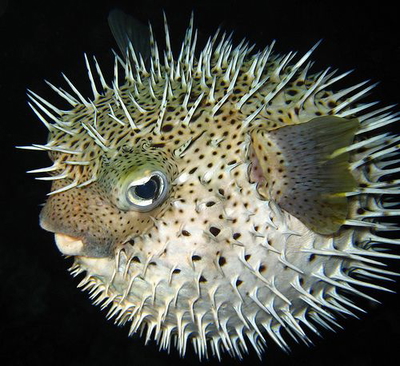 Diodon hystrix