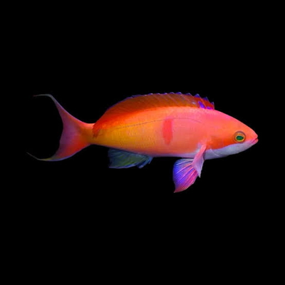 Pseudanthias cooperi
