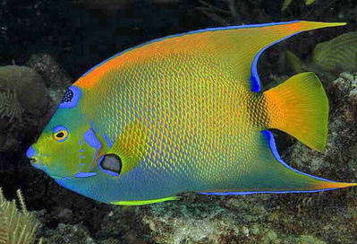 Holocanthus ciliaris