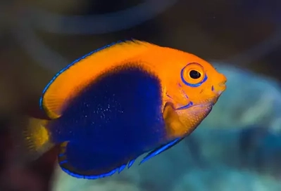 Centropyge acanthops