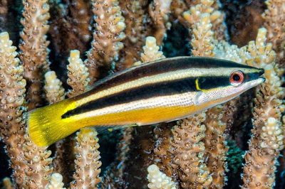 Diproctacanthus xanthurus