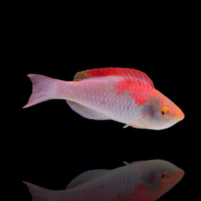 Cirrhilabrus adornatus