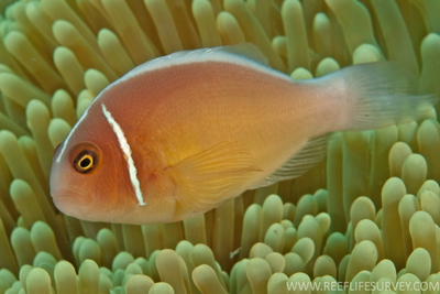 Amphiprion perideraion