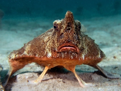 Ogcocephalus sp