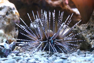 Echinetrix calamaris