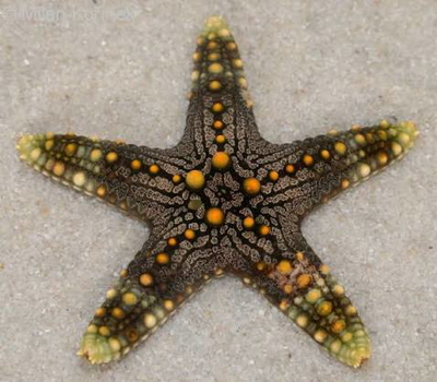 Pentaceraster mammillatus