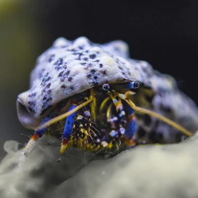 Clibanarius tricolor