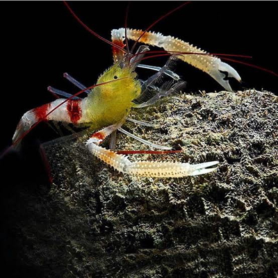 Stenopus zanzibaricus