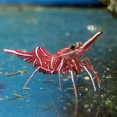 Rhynchocinetes sp