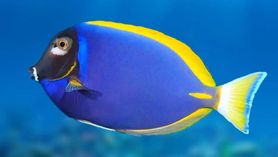 Acanthurus leucosternon (hybrid)