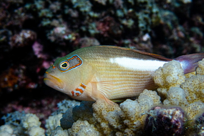 Paracirrhites arcatus