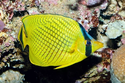 Chaetodon rafflesi
