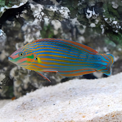 Halichoeres melanurus
