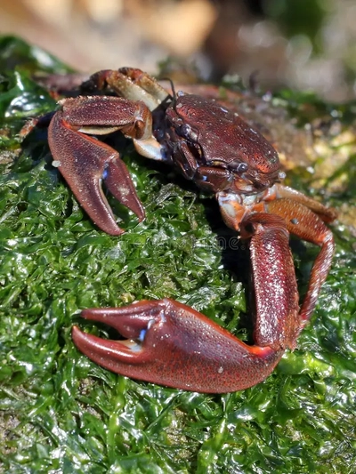 Petrolisthes maculatus
