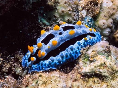 Phyllidia coelestis