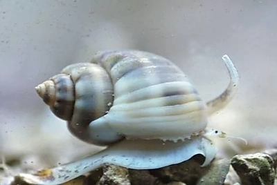 Nassarius
