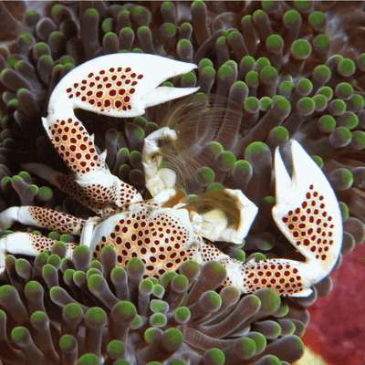 Neopetrolisthes sp.