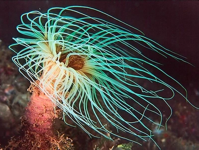 Cerianthus membranaceus