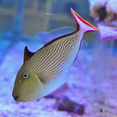 Xanthichthys lineopunctatus