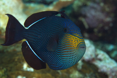 Melichthys niger