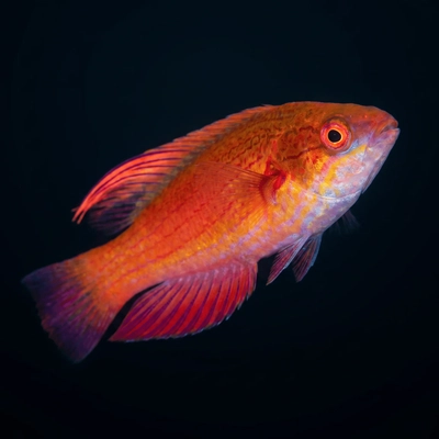 Paracheilinus lineopunctatus