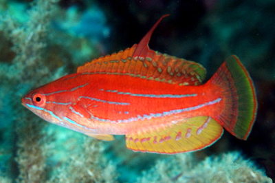 Paracheilinus flavianalis
