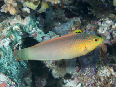 Halichoeres solorensis