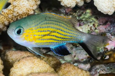 Chromis vanderbilti