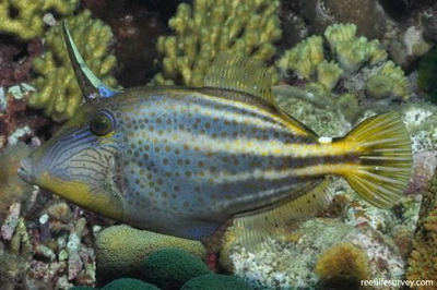 Cantherines pullus