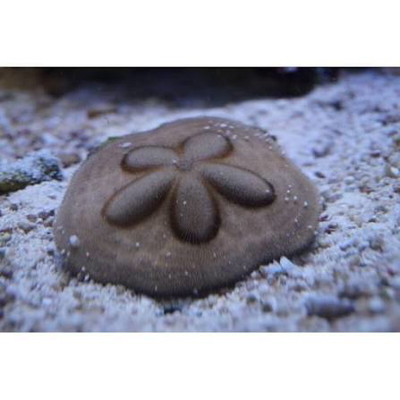 Clypeaster oshimensis