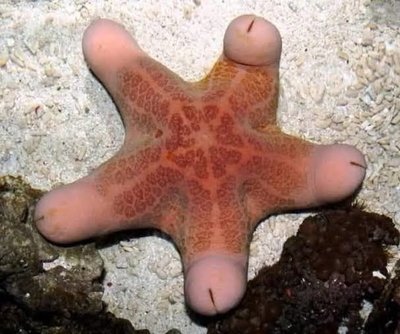Choriaster granulatus
