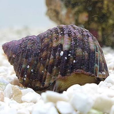Turbo brunneus