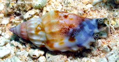 Strombus dentatus