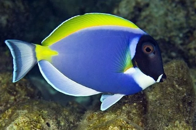 Acanthurus leucosternon