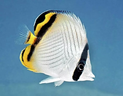 Chaetodon vagabundus