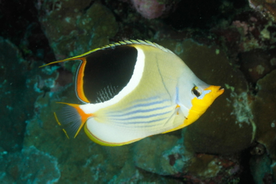 Chaetodon ephippium