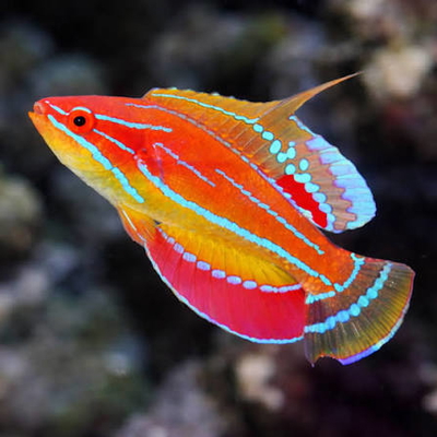 Paracheilinus mccoskeri