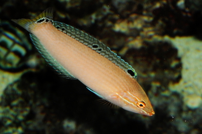 Halichoeres trispilus