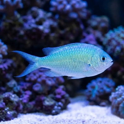 Chromis viridis